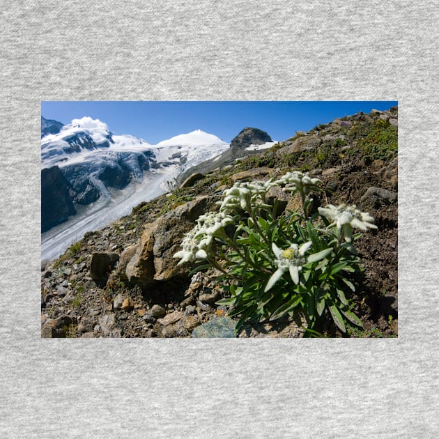 Edelweiss and glacier (C007/0409) by SciencePhoto